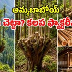 ఒకే చెట్టు.. 300 ఏళ్లపాటు కలప.. 600 ఏళ్ల నాటి అద్భుత టెక్నాలజీ!
