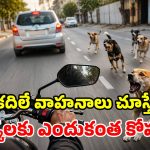 బైక్స్, కార్ల వెంట కుక్కలు ఎందుకు పడతాయో తెలుసా? అసలు రహస్యం ఇదీ!
