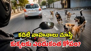 బైక్స్, కార్ల వెంట కుక్కలు ఎందుకు పడతాయో తెలుసా? అసలు రహస్యం ఇదీ!