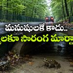 కప్పలకు అండర్‌ పాస్‌ లు నిర్మిస్తున్న ఫ్రాన్స్.. భలే ఐడియా గురూ!