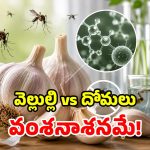 దోమలకు వెల్లుల్లి తినిపిస్తే ఏమవుతుందో తెలుసా? మైండ్ బ్లోయింగ్ పరిశోధన!