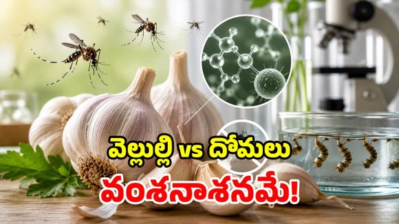 దోమలకు వెల్లుల్లి తినిపిస్తే ఏమవుతుందో తెలుసా? మైండ్ బ్లోయింగ్ పరిశోధన!