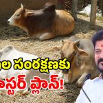 త్వరలోనే తెలంగాణలో ‘గోశాల పాలసీ’.. సీఎం రేవంత్ రెడ్డి కీలక నిర్ణయం!