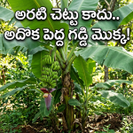 అరటి చెట్టు లైఫ్ సైకిల్ వెనక ఉన్న వింత నిజాలు.. రైతులకు మాత్రమే కాదు మీకూ తెలియాలి!