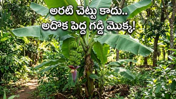 అరటి చెట్టు లైఫ్ సైకిల్ వెనక ఉన్న వింత నిజాలు.. రైతులకు మాత్రమే కాదు మీకూ తెలియాలి!