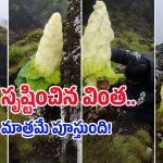 మనిషి కంటే ఎత్తు.. 15 ఏళ్లకు ఒక్కసారే పూచే ‘హిమాలయన్ డైమండ్’ విశేషాలివే!