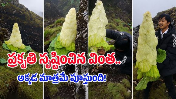 మనిషి కంటే ఎత్తు.. 15 ఏళ్లకు ఒక్కసారే పూచే ‘హిమాలయన్ డైమండ్’ విశేషాలివే!