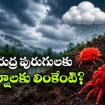 తొలకరి జల్లులు.. ఆరుద్ర పురుగులు.. ఈ ఎర్రని అతిథులంటే రైతులకు ఎందుకంత ప్రేమో తెలుసా?