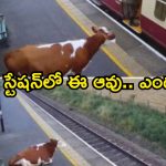 రోజూ రైల్వే స్టేషన్‌కు ఆవు.. నోరు లేని జీవికి ఇంత ప్రేమ, కన్నీళ్లు తెప్పించే రియల్ స్టోరీ!