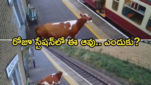 రోజూ రైల్వే స్టేషన్‌కు ఆవు.. నోరు లేని జీవికి ఇంత ప్రేమ, కన్నీళ్లు తెప్పించే రియల్ స్టోరీ!