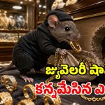 బంగారు షాపులో కేడీ ఎలుక.. రాత్రికి రాత్రే ఉంగరాలు, గొలుసులు మాయం.. సీసీటీవీ చూస్తే..!