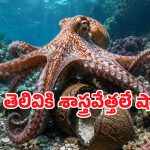 చేతులతోనే ఆలోచిస్తుంది.. రూపం మార్చి శత్రువులనే వణికిస్తుంది.. అసలు దీనికి అంత తెలివి ఎలా వచ్చింది?