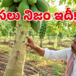 బొప్పాయి చెట్టుకు మేకులు కొడితే ఎక్కువ కాపు వస్తుందా? అసలు నిజమేంటో తేల్చేసిన సైంటిస్టులు!