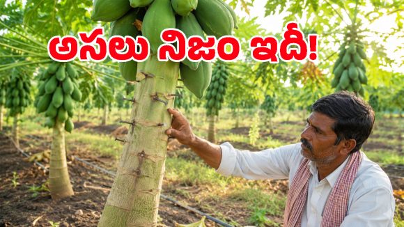 బొప్పాయి చెట్టుకు మేకులు కొడితే ఎక్కువ కాపు వస్తుందా? అసలు నిజమేంటో తేల్చేసిన సైంటిస్టులు!