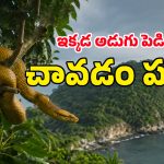 గోల్డెన్ కలర్ పాముల సామ్రాజ్యం.. అందమైన ఆ దీవి మనుషుల పాలిట డెత్ ట్రాప్‌గా ఎలా మారింది?