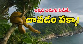 గోల్డెన్ కలర్ పాముల సామ్రాజ్యం.. అందమైన ఆ దీవి మనుషుల పాలిట డెత్ ట్రాప్‌గా ఎలా మారింది?