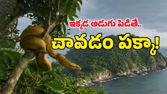 గోల్డెన్ కలర్ పాముల సామ్రాజ్యం.. అందమైన ఆ దీవి మనుషుల పాలిట డెత్ ట్రాప్‌గా ఎలా మారింది?