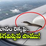 ఆకాశంలో విమానం.. రెక్కపై బుసలు కొడుతున్న పాము.. నెట్టింట వీడియో వైరల్!