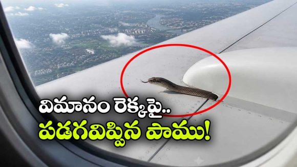 ఆకాశంలో విమానం.. రెక్కపై బుసలు కొడుతున్న పాము.. నెట్టింట వీడియో వైరల్!
