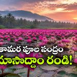 వర్షాకాలంలో తామరపూల స్వర్గం.. జీవితంలో ఒక్కసారైనా చూసి తీరాల్సిన అద్భుత ప్రదేశం!
