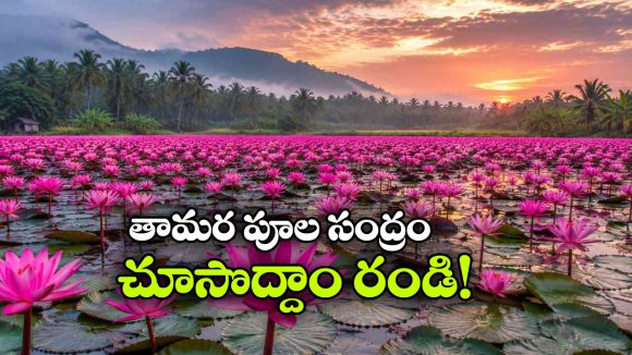 వర్షాకాలంలో తామరపూల స్వర్గం.. జీవితంలో ఒక్కసారైనా చూసి తీరాల్సిన అద్భుత ప్రదేశం!