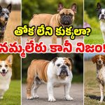 కుక్క తోక వంకరంటారు.. అసలు తోకే లేకపోతే? ప్రపంచంలోనే ఈ వింతైన డాగ్స్ గురించి తెలుసా?