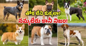 కుక్క తోక వంకరంటారు.. అసలు తోకే లేకపోతే? ప్రపంచంలోనే ఈ వింతైన డాగ్స్ గురించి తెలుసా?