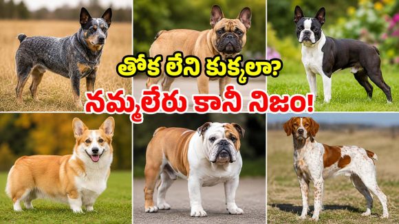 కుక్క తోక వంకరంటారు.. అసలు తోకే లేకపోతే? ప్రపంచంలోనే ఈ వింతైన డాగ్స్ గురించి తెలుసా?