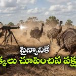 పక్షులతో యుద్ధం చేసి ఓడిపోయిన దేశం.. ఈ ఆసక్తికర చరిత్ర మీకు తెలుసా?
