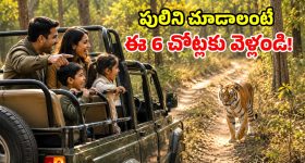 సినిమాలు, జూలో కాకుండా.. పులిని అడవిలో చూడాలా? ఈ ప్రాంతాలకు వెళ్లు మామ!