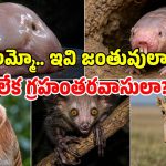 జంతు ప్రేమికులకు సైతం.. వాంతు తెప్పించే జీవులు.. వరల్డ్ టాప్-5 ‘అగ్లీ’ యానిమల్స్!