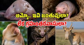 తగ్గాడా? వ్యూహం మార్చాడా? పొలిటికల్ రీ-ఎంట్రీకి వంశీ బిగ్ ప్లాన్!