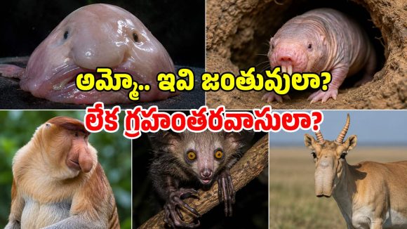 జంతు ప్రేమికులకు సైతం.. వాంతు తెప్పించే జీవులు.. వరల్డ్ టాప్-5 ‘అగ్లీ’ యానిమల్స్!