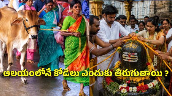 వేముల‌వాడ రాజ‌న్న‌కు అస‌లు కోడెలను ఎందుకు క‌ట్టేస్తారు ? దీని ర‌హ‌స్యం ఇదే