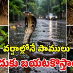 వానొస్తే చాలు.. పాములు ఇళ్లల్లోకి దూరిపోతాయి.. ఎందుకో తెలిస్తే షాకవుతారు!