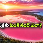 గులాబీ రంగులో మెరిసే సరస్సులు.. ఈ అందం వెనుక ఇంత కథ ఉందా?