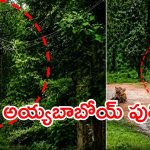 సినిమా రేంజ్ సీన్.. స్తంభం కింద పులి పహారా, దెబ్బకు స్తంభాలెక్కిన ఉద్యోగులు!