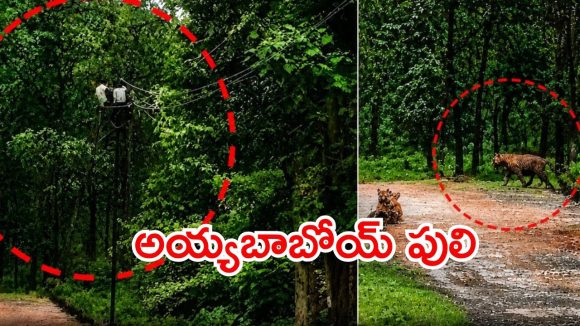 సినిమా రేంజ్ సీన్.. స్తంభం కింద పులి పహారా, దెబ్బకు స్తంభాలెక్కిన ఉద్యోగులు!