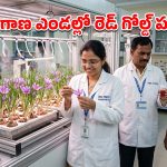 మండే ఎండల్లోనూ కుంకుమ పువ్వు సాగు.. తెలంగాణ శాస్త్రవేత్తల అద్భుత ప్రయోగం