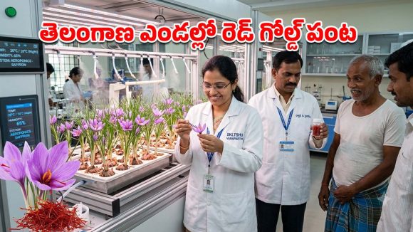 మండే ఎండల్లోనూ కుంకుమ పువ్వు సాగు.. తెలంగాణ శాస్త్రవేత్తల అద్భుత ప్రయోగం