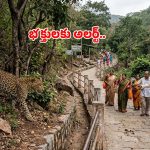 తిరుమల నడక మార్గంలో పులి కలకలం.. భయాందోళనలో భక్తులు, వైరల్ వీడియో