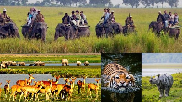 వర్షాకాలంలో ప్రకృతి అందాలను ఎంజాయ్ చేయడానికి 5 బెస్ట్ నేషనల్ పార్క్స్.. ఓ ట్రిప్ వేసేయండి
