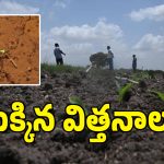 Kharif Farming: పాలమూరు జిల్లాలో ఎల్‌నినో దెబ్బ.. భూమిలోనే కుళ్ళిపోయిన పత్తి విత్తనాలు!