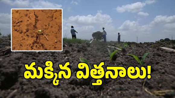 Kharif Farming: పాలమూరు జిల్లాలో ఎల్‌నినో దెబ్బ.. భూమిలోనే కుళ్ళిపోయిన పత్తి విత్తనాలు!