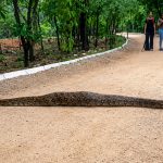 KBR Python: హైదరాబాద్ కేబీఆర్ పార్క్‌లో భారీ కొండ చిలువ హల్ చల్..!