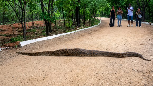 KBR Python: హైదరాబాద్ కేబీఆర్ పార్క్‌లో భారీ కొండ చిలువ హల్ చల్..!