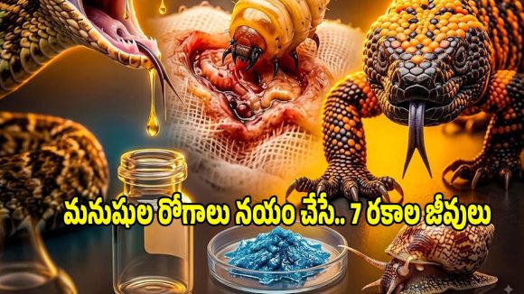 వీటిని చూస్తే.. ఒళ్లు కంపరిస్తుంది, కానీ ఇవే మన ప్రాణాలు రక్షిస్తున్నాయని తెలుసా?..