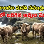 1871లో మనుషుల్లేని ద్వీపంలోకి 5 ఆవులు.. 137 ఏళ్ల తర్వాత అక్కడ ఉన్నది చూసి.. శాస్త్రవేత్తలే షాక్!