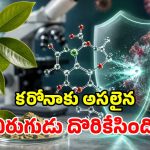 కరోనాను ఖతం చేసే బ్రెజిల్ చెట్టు..  ఆకుల పవర్ చూసి సైంటిస్టులే షాక్!