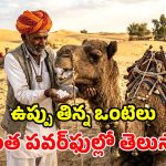 ప్రయాణానికి ముందు ఒంటెలకు ఉప్పు ఎందుకు తినిపిస్తారు? దీని వెనకున్న సైన్స్ ఏంటి?